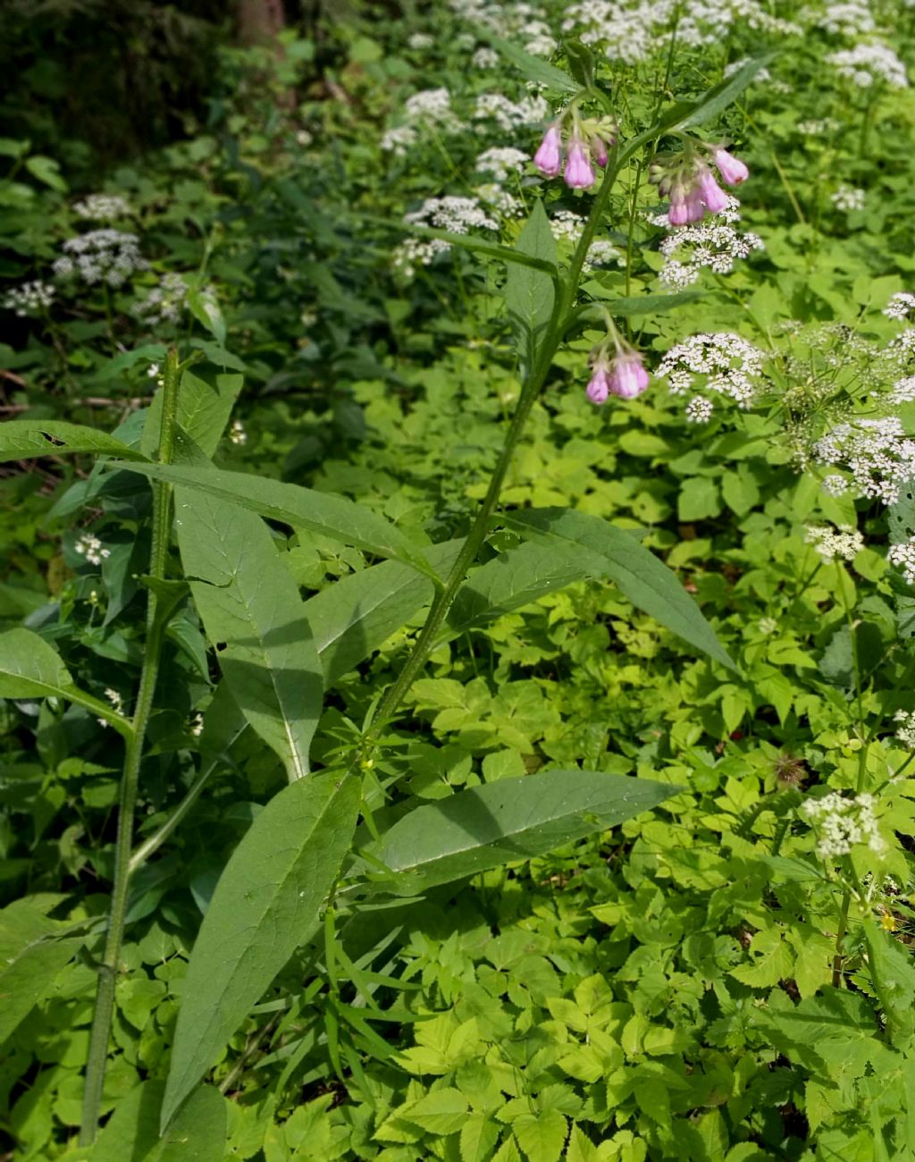Symphytum officinale